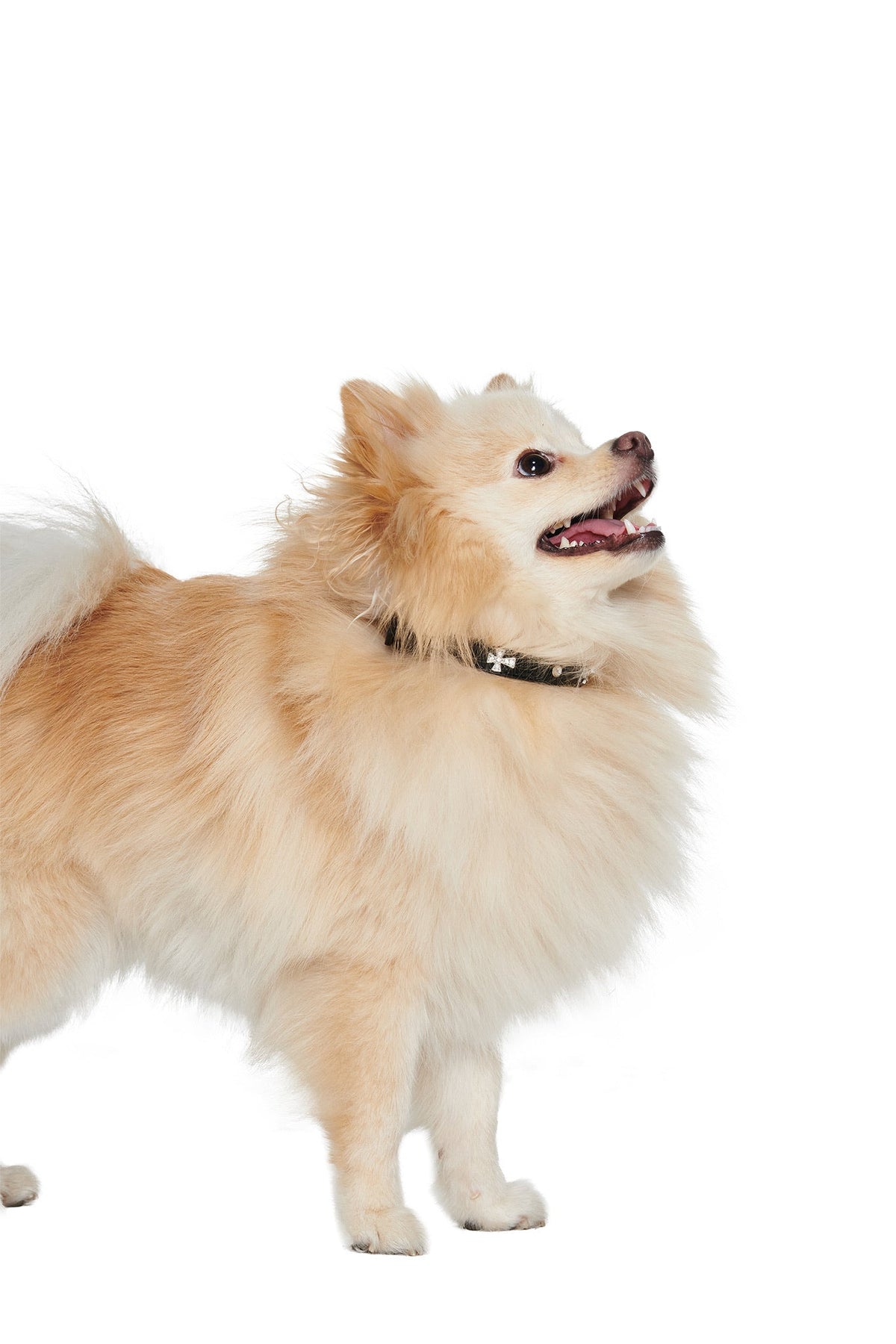 STAR PET COLLAR - BLACK
