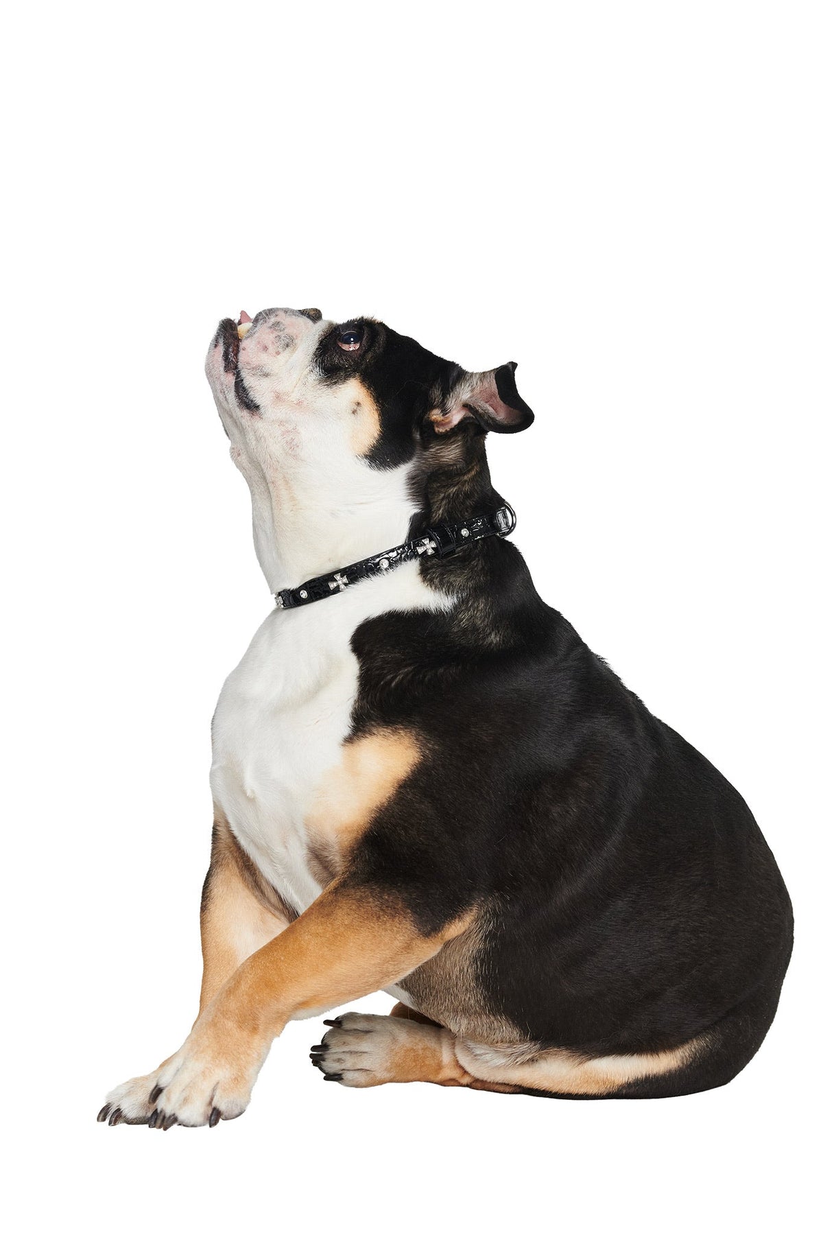 STAR PET COLLAR - BLACK